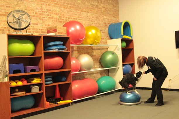 Canine fitness room