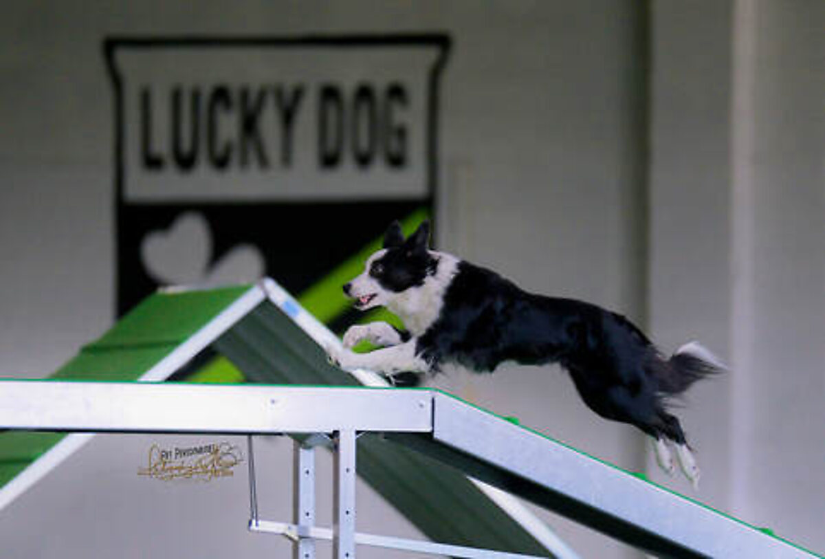 Dog jumping in agility ring